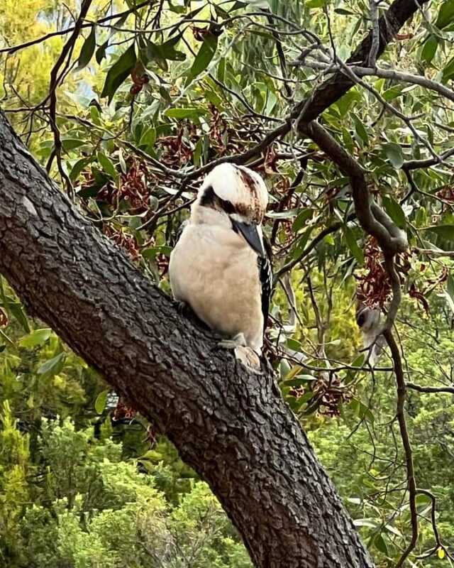 Melbourne: Private Phillip Island Penguin Parade Tours - What We Think About the Experience