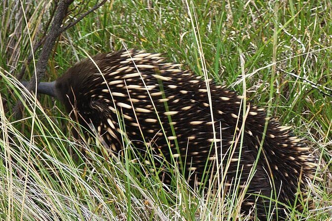 Melbourne: Private Phillip Island Penguin Parade & Wildlife Tours - The Sum Up