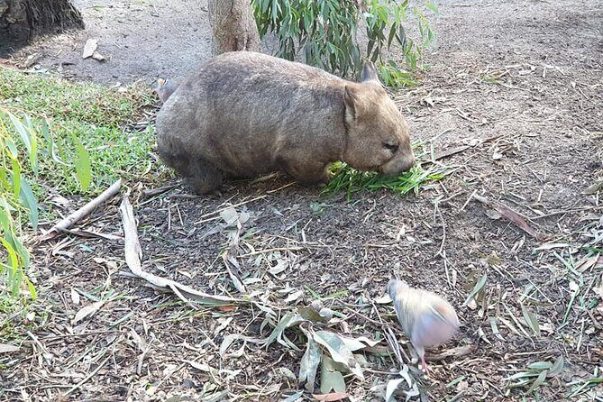 Melbourne: Private Phillip Island Penguin Parade & Wildlife Tours - FAQ