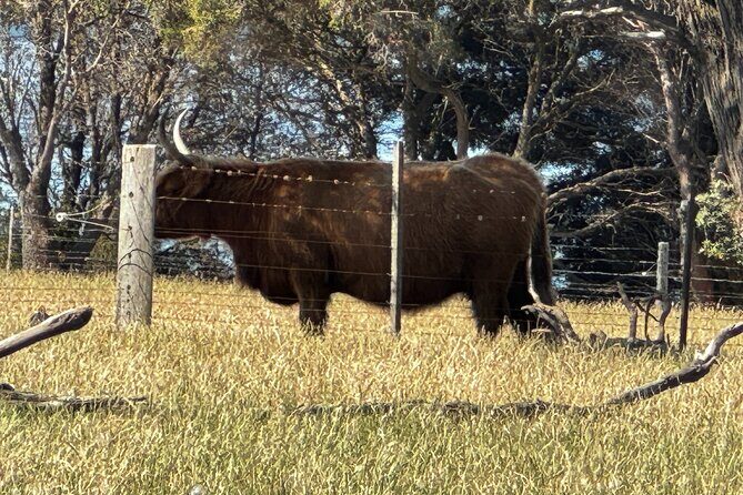 Melbourne: Private Puffing Billy Train & Phillip Island Tours - Maru Koala and Animal Park: Aussie Wildlife Up Close