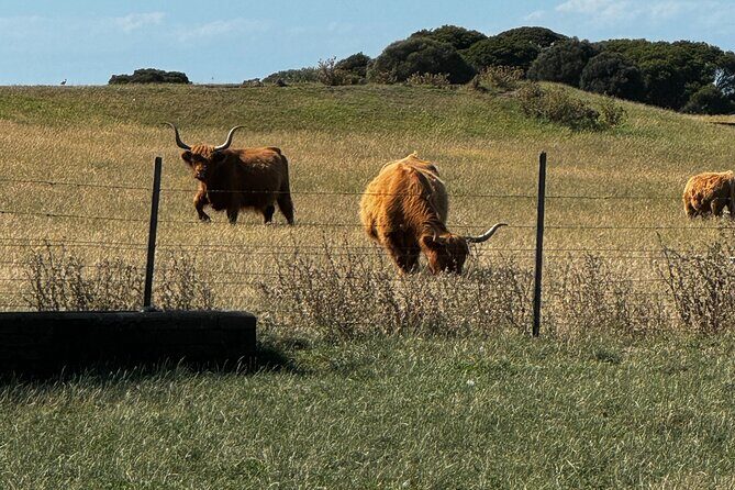 Melbourne: Private Puffing Billy Train & Phillip Island Tours - Coastal Town of Cowes and the Penguin Parade