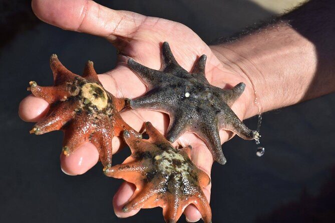 Melbourne: Private Wilson Promontory National Park Day Tours - Good To Know: