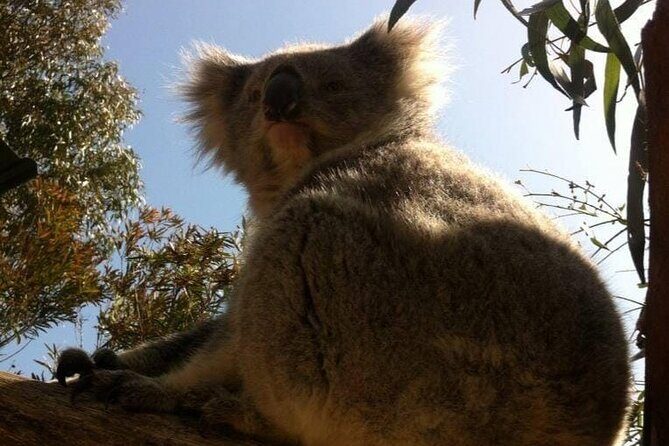 Melbourne: Private Wilson Promontory National Park Day Tours - Who Will Love This Experience?
