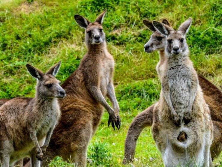 Melbourne: Puffing Billy & Healesville Sanctuary Scenic Tour - Tour Highlights