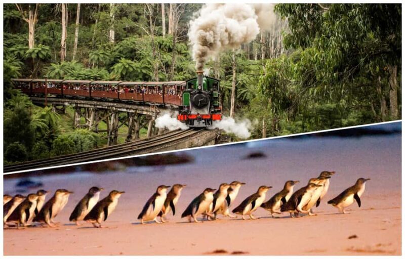 Melbourne: Puffing Billy Railway & Penguin Parade Day Tour - The Experience in Perspective