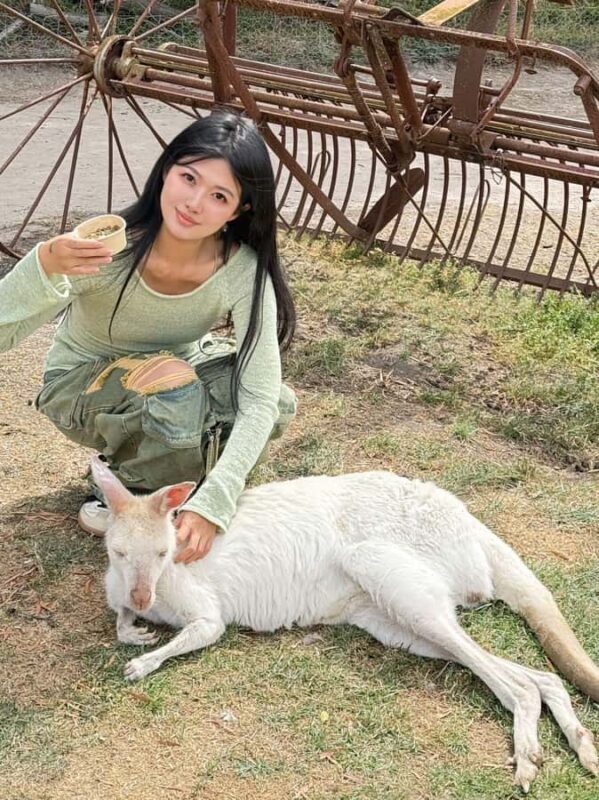 Melbourne: Puffing Billy Train and Penguin Island Day Tour - What Could Be Better