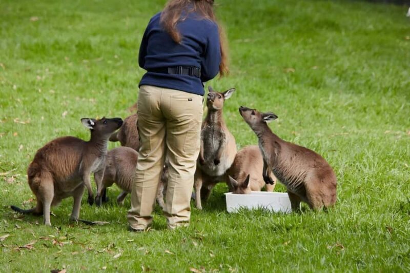 Melbourne: Puffing Billy Train & Healesville & Winery Tour - Final thoughts: Is this the right tour for you?