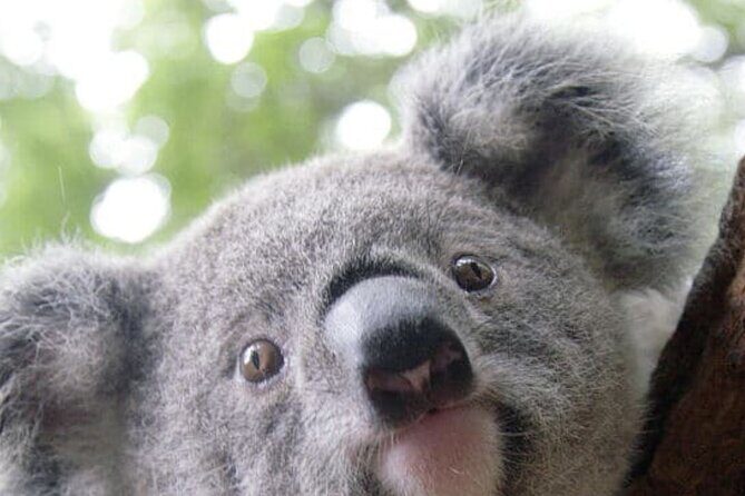 Melbourne Shore Excursion, Wine Region, Wildlife, Shared Tour - Good To Know