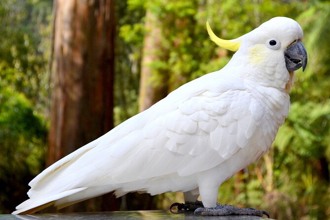 Melbourne Sky High Bush Tour - Tour Terms and Conditions