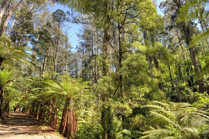 Melbourne Sky High Bush Tour - How to Get There