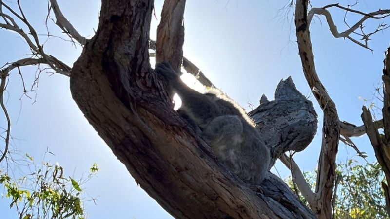 Melbourne Twelve Apostles Full-Day Private Nature Tour - Wildlife stops add a welcome surprise
