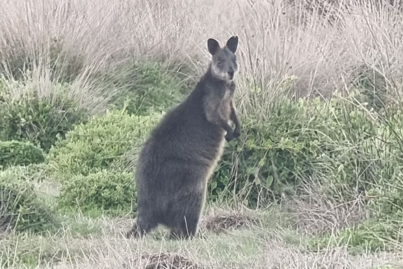 Melbourne Twelve Apostles & Great Ocean Road Full-Day Tour with Wildlife - A group of 11 changes the feel of the day