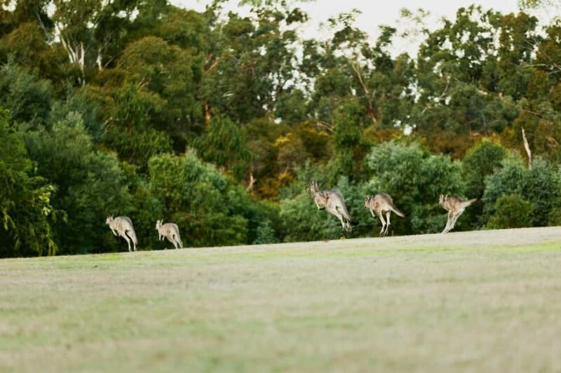 Melbourne: Yarra Valley Wine Bubbles & Kangaroos Tour - Good To Know