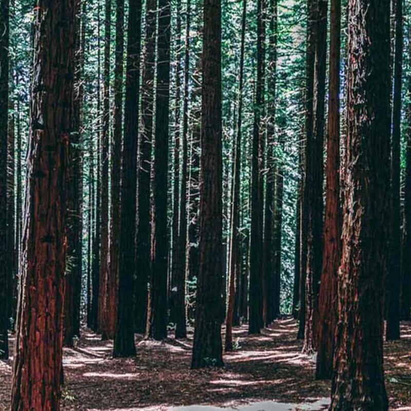 Melbourne: Yarra Valley Wine & Cherry Picking Day Trip - An In-Depth Review of the Melbourne: Yarra Valley Wine & Cherry Picking Day Trip