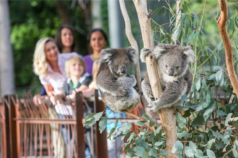 Melbourne Zoo: 1-Day Entry Ticket - What Makes Melbourne Zoo Stand Out?