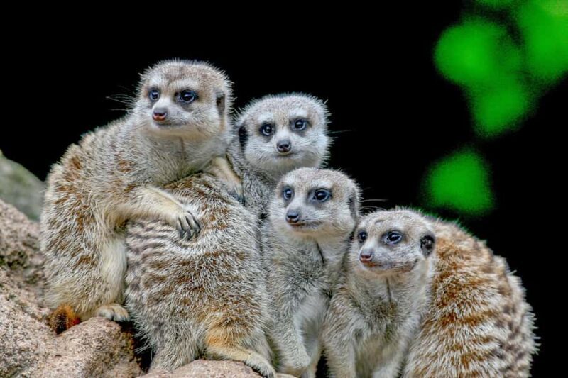 Melbourne Zoo: 1-Day Entry Ticket - Additional Considerations