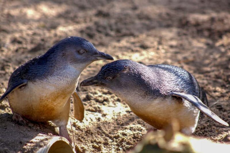 Melbourne Zoo: 1-Day Entry Ticket - FAQs