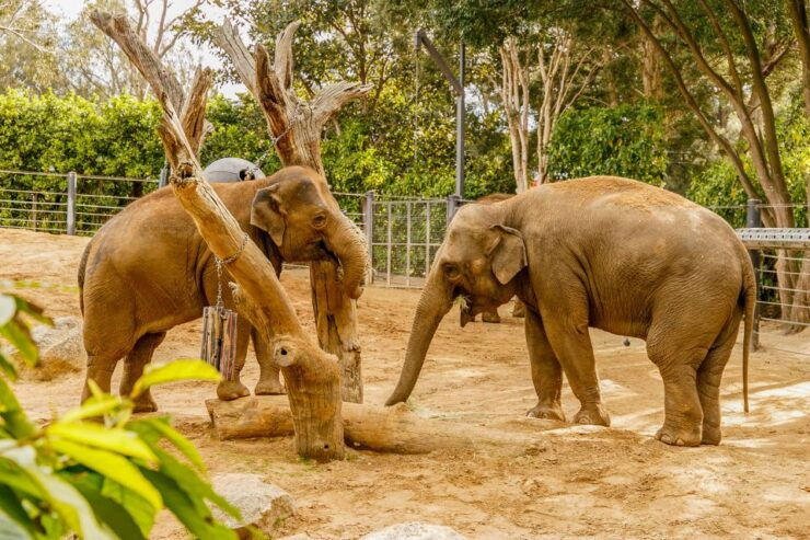 Melbourne: Zoo 1-Day Entry Ticket - Zoo Experience