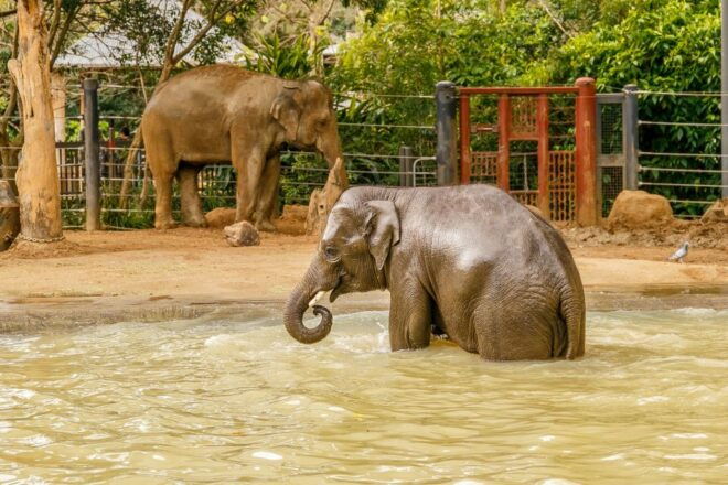 Melbourne: Zoo 1-Day Entry Ticket - Customer Reviews