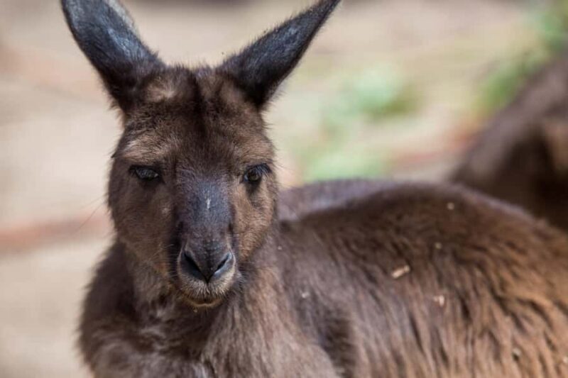 Melbourne Zoo: Australian Wildlife Experience Ticket - Good To Know