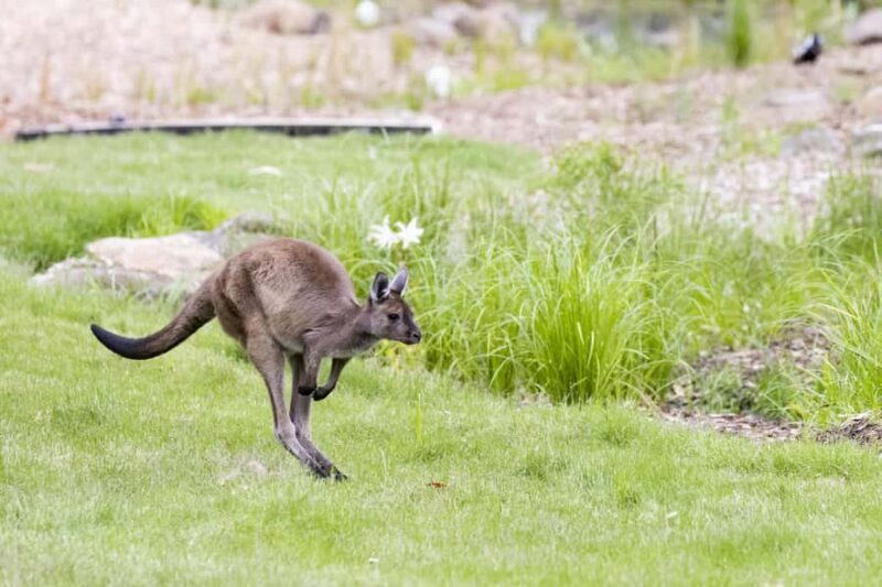 Melbourne Zoo: Australian Wildlife Experience Ticket - The Experience in Detail