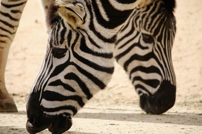Melbourne Zoo General Entry Ticket - Visit Planning and Flexibility