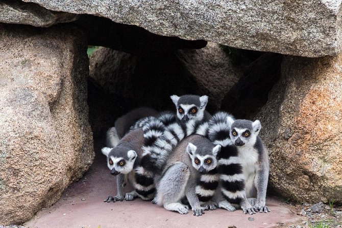 Melbourne Zoo General Entry Ticket - Lowest Price Guarantee