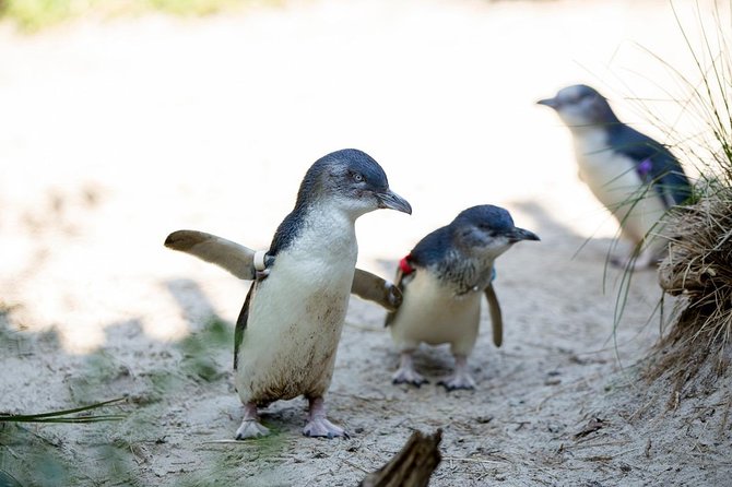 Melbourne Zoo General Entry Ticket - Select Date and Travelers