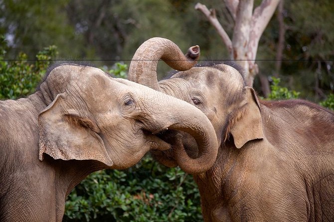 Melbourne Zoo General Entry Ticket - Dining Options