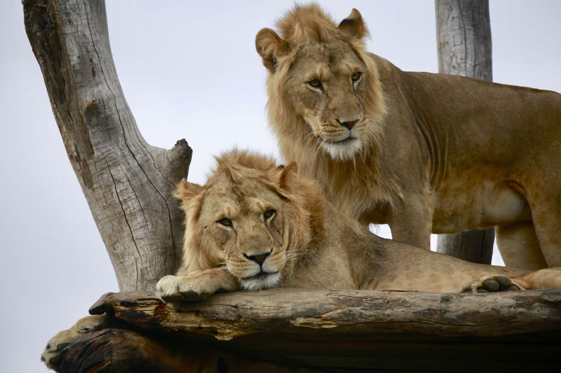 Melbourne Zoo Ticket - What the ticket costs, and what the price gets you