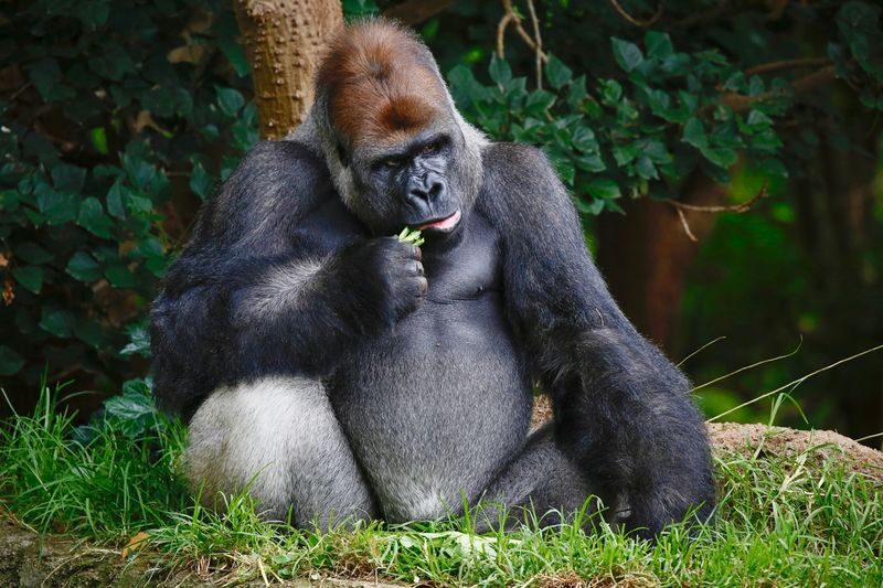 Melbourne Zoo Ticket - Food, footwear and a few family details