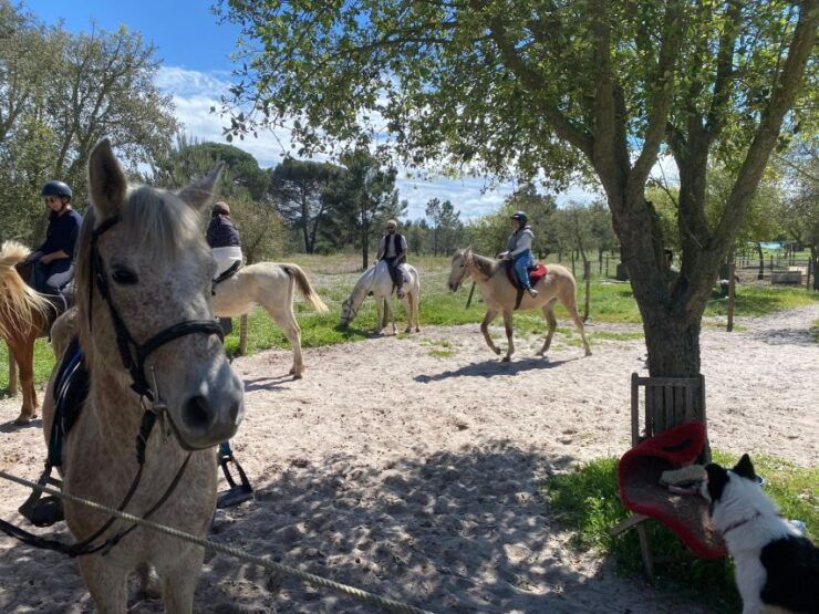 Melides: Horseback Riding on the Beach With Transfer From Lisbon - Booking Information
