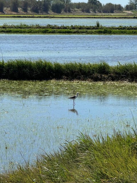 (Melides: Moto 4 | Rice Fields & Bird Watching - Suitability for All Experience Levels