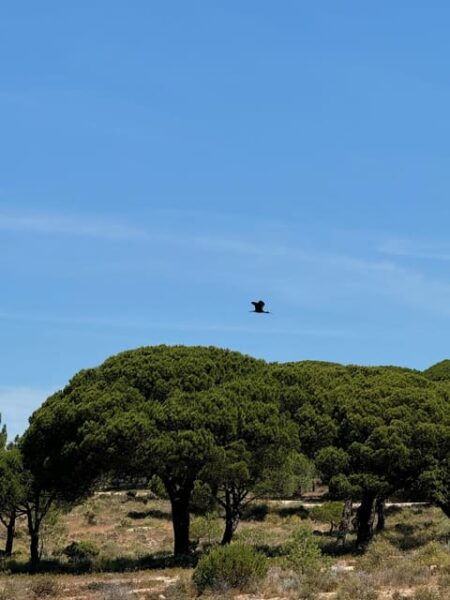 (Melides: Moto 4 | Rice Fields & Bird Watching - Charming Pine Forest on Return