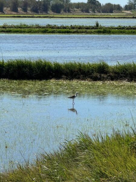 (Melides: Moto 4 | Rice Fields & Bird Watching - Frequently Asked Questions