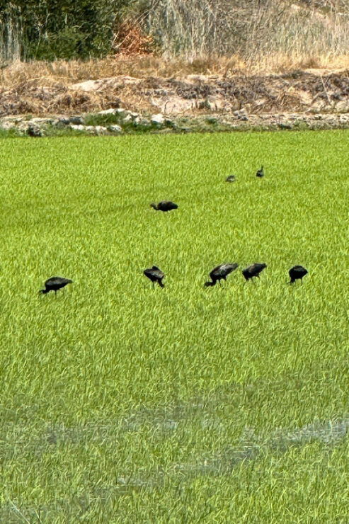 Melides: Moto 4 | Rice Fields & Coastal Tour - Good To Know