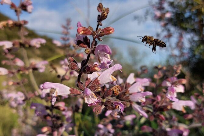 Melissini Beekeeping Experience - Summary