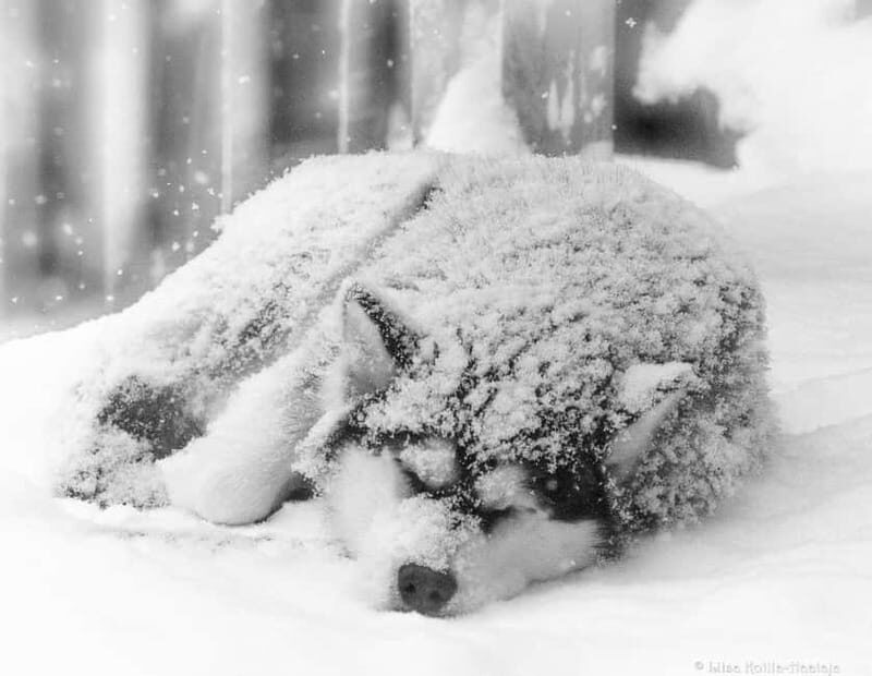 Meltosjärvi: Self Driving Husky Tour - Lake Trail Experience - An Authentic Husky Experience in Lapland