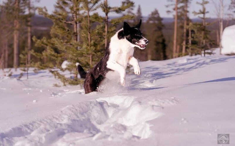 Meltosjärvi: Self Driving Husky Tour - Lake Trail Experience - Who It’s Best For