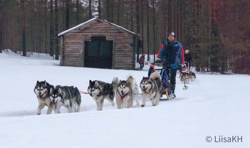Meltosjärvi: Self Driving Husky Tour - Lake Trail Experience - FAQ