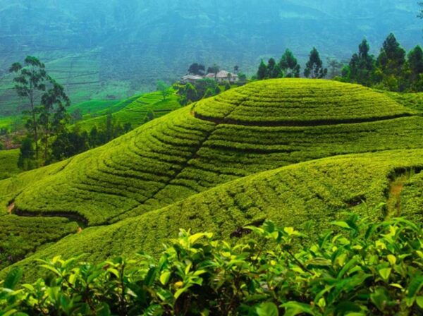 Memorable City Tour of Kandy - Booking Details