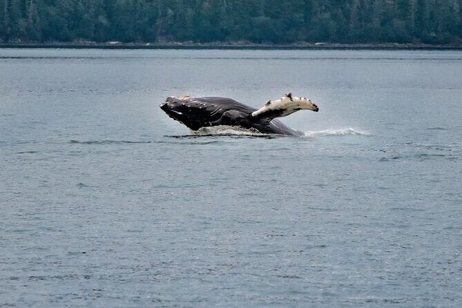 Mendenhall Glacier Waterfall and Whale Watching Tour - Good To Know