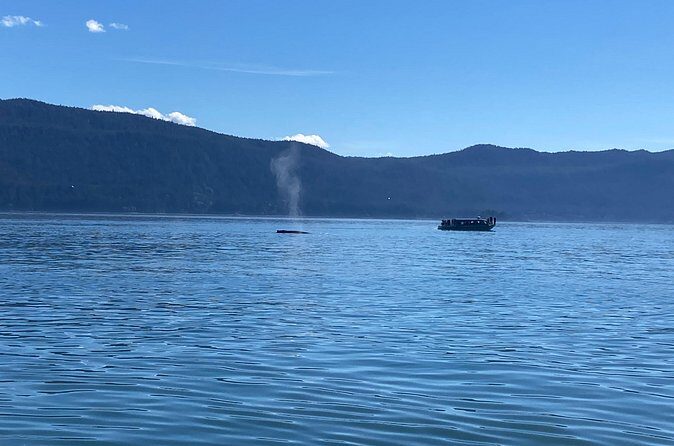 Mendenhall Glacier Waterfall and Whale Watching Tour - Who Will Love This Tour?