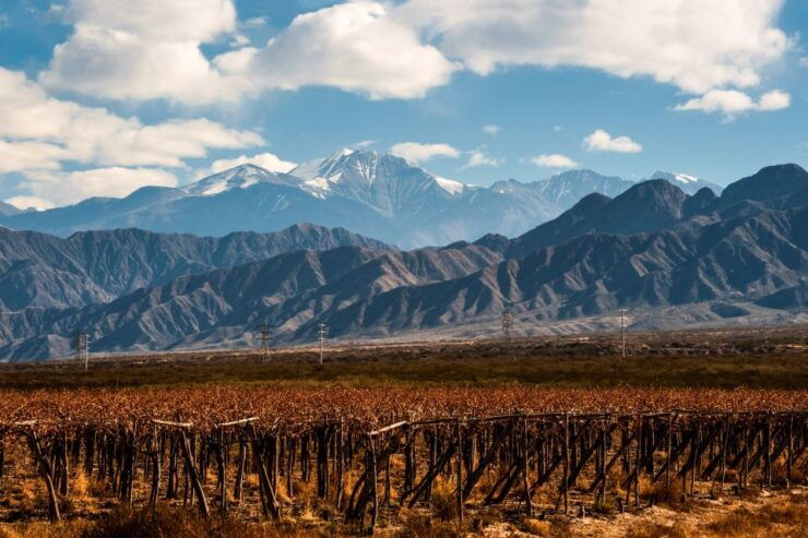 Mendoza: Full Day Wine Tour With 3 Course Lunch - Wine Tasting Experience and Lunch