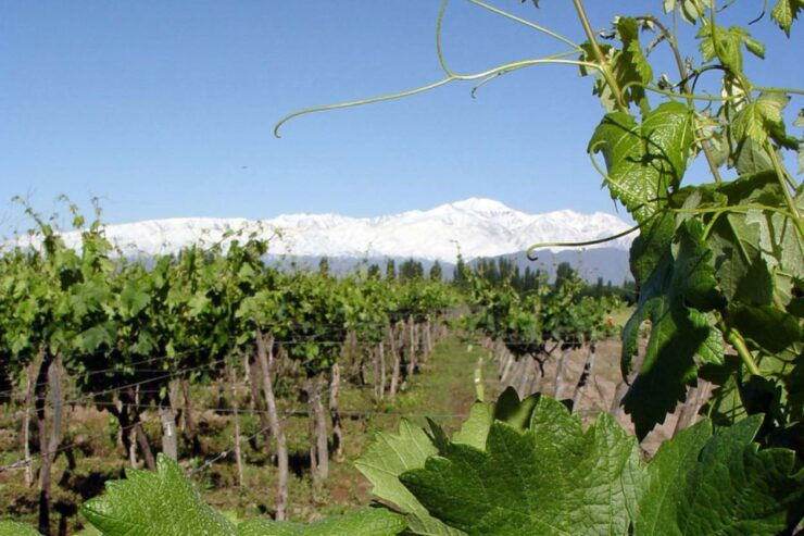 Mendoza: Half-Day Wine Tour With Tastings and Lunch - Good To Know