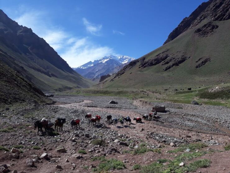 Mendoza: Mt. Aconcagua Confluencia Camp Trekking - Booking and Cancellation