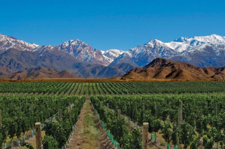 Mendoza: Small-Group Wineries Tour With Tasting and Lunch - Good To Know