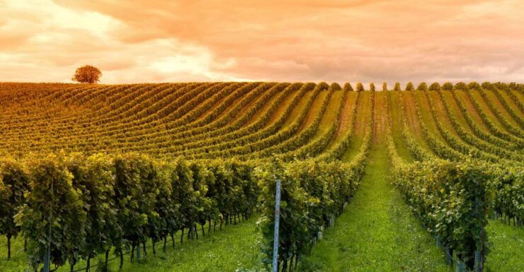 Mendoza: Small-Group Wineries Tour With Tasting and Lunch - Booking Details