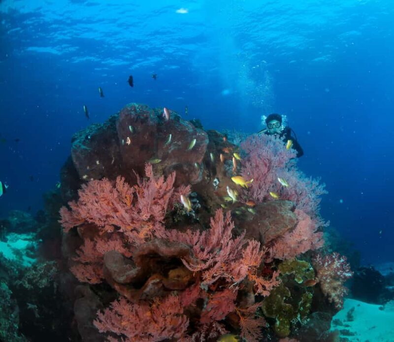 Menjangan Island: Fun Diving Experience - What You Can Expect