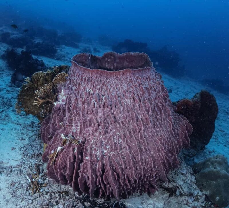 Menjangan Island: Fun Diving Experience - The Logistics